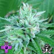 Gage Green Seeds Shadowdancer